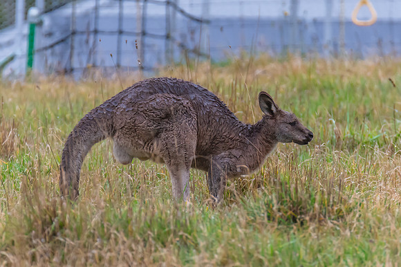 Eastern Grey Kangaroos in the Paddock on a Rainy Morning