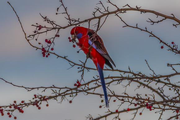 Crimson Rosella eating Hawthorn berries in the late afternoon li