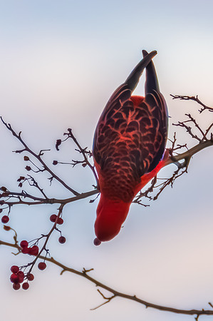 Crimson Rosella eating Hawthorn berries in the late afternoon li