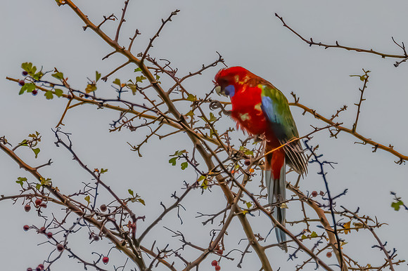 Immature Crimson Rosella on the Hawthorne Tree in the Rain