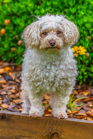 Remy the Havanese Poodle
