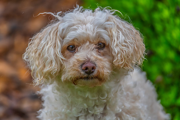 Remy the Havanese Poodle