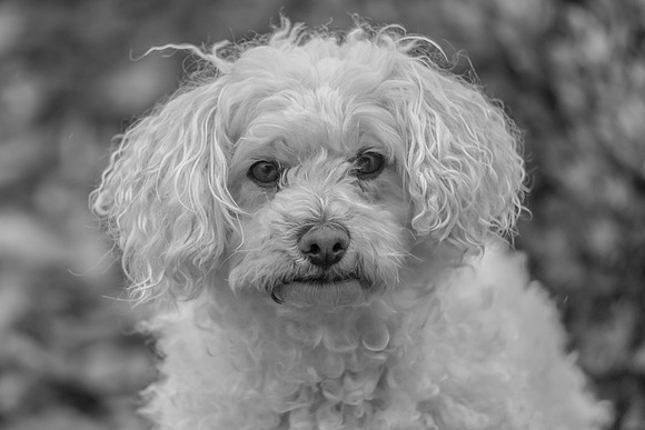 Remy the Havanese Poodle