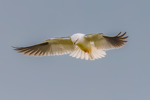 Black-shouldered Kite searching for prey in the overcast sky