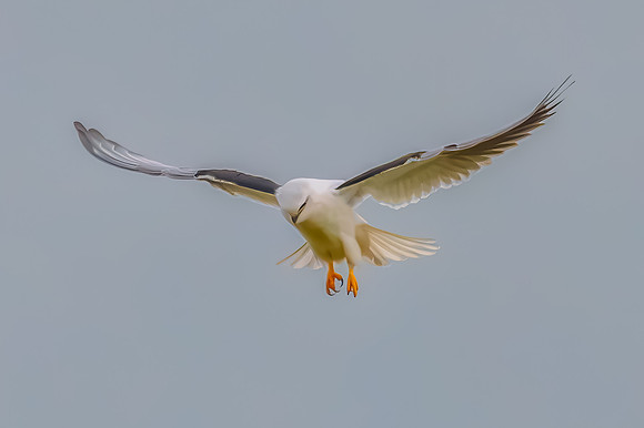 Black-shouldered Kite searching for prey in the overcast sky