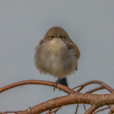Male Superb Fairywren on a Tree Branch