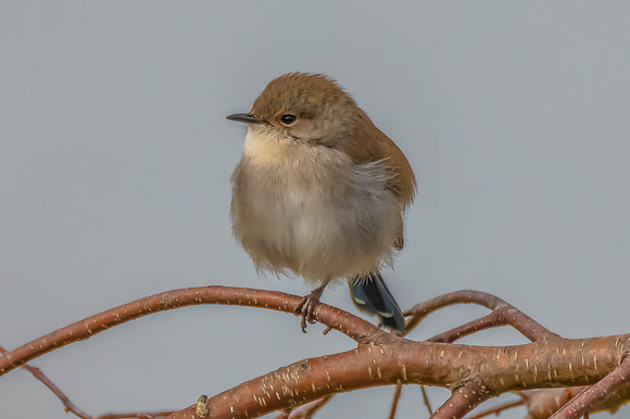 Male Superb Fairywren on a Tree Branch