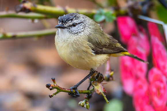 Yellow‑rumped Thornbill Perched Among Rose Branches in the Rai
