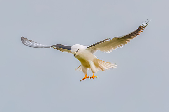Black-shouldered Kite searching for prey in the overcast sky