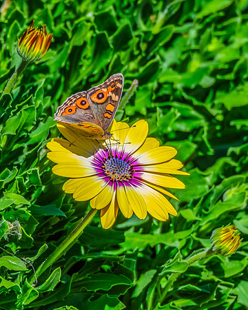 Meadow Argus Butterfly on a yellow Blue Eyed Beauty Osteospermum