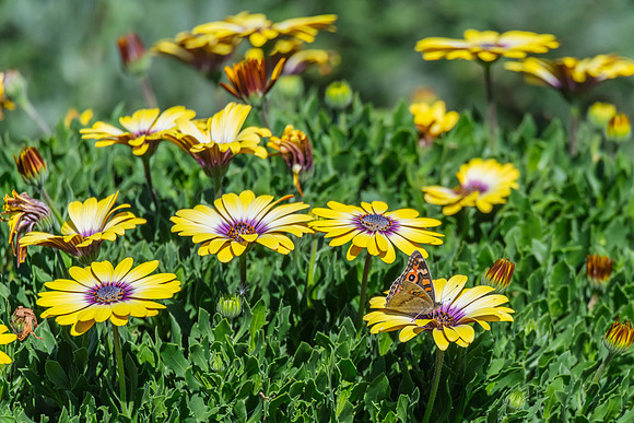 Meadow Argus Butterfly on a yellow Blue Eyed Beauty Osteospermum