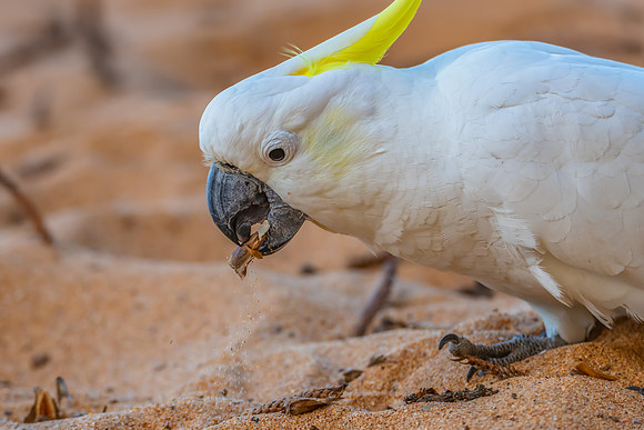 Sulphur-crested Cockatoo at the Beach