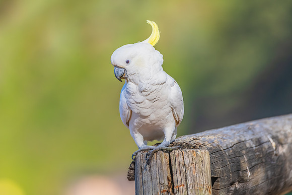 Sulphur-crested Cockatoo at the Beach