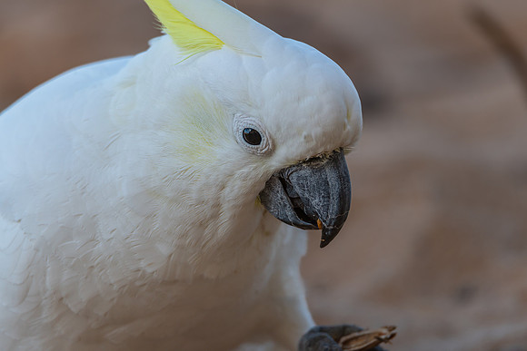 Sulphur-crested Cockatoo at the Beach