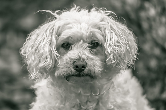 Remy the Havanese Poodle