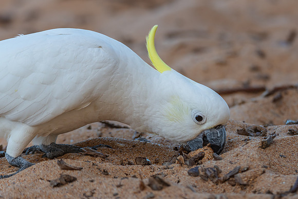 Sulphur-crested Cockatoo at the Beach