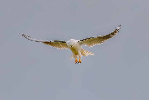 Black-shouldered Kite searching for prey in the overcast sky