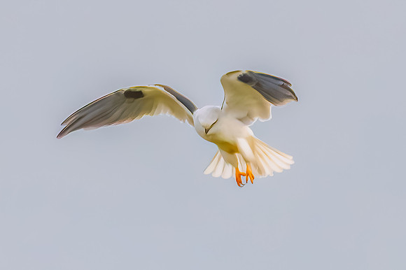 Black-shouldered Kite searching for prey in the overcast sky