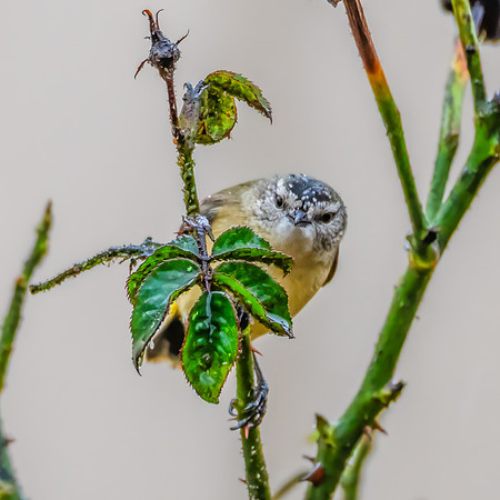 Yellow‑rumped Thornbill Eating Aphids on the Rose Branches in
