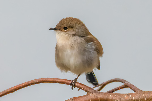 Male Superb Fairywren on a Tree Branch