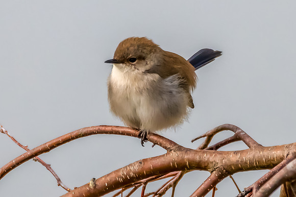 Male Superb Fairywren on a Tree Branch
