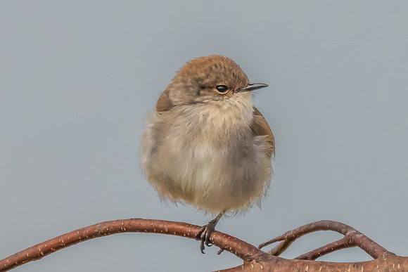 Male Superb Fairywren on a Tree Branch