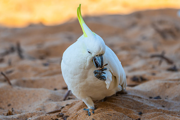 Sulphur-crested Cockatoo at the Beach