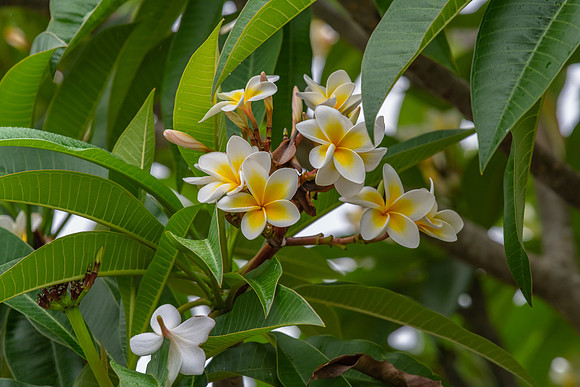 White and yellow frangipani flowers on the tree in light rain