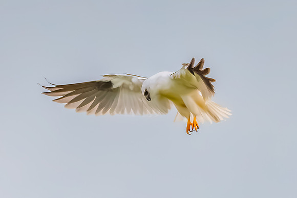 Black-shouldered Kite searching for prey in the overcast sky