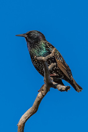 Common Starlings perched on a tree branch