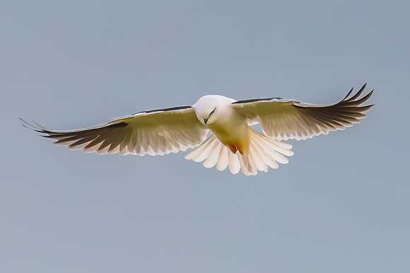 Black-shouldered Kite searching for prey in the overcast sky