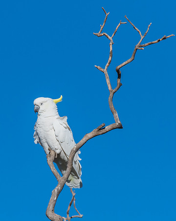 Sulphur-crested Cockatoo set against the morning blue sky