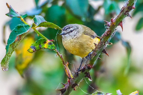 Yellow‑rumped Thornbill in the Winter Rose Garden