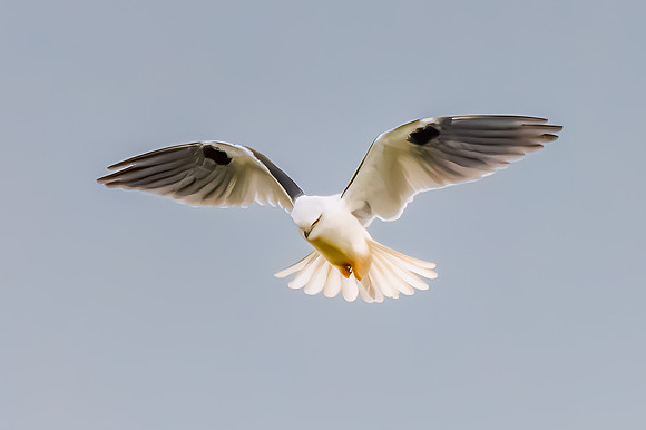 Black-shouldered Kite searching for prey in the overcast sky