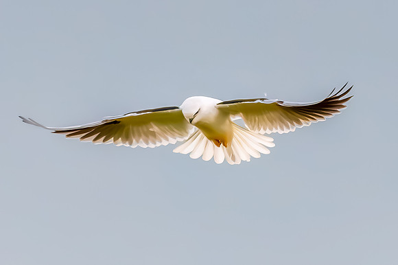 Black-shouldered Kite searching for prey in the overcast sky