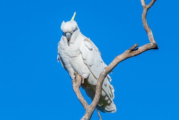 Sulphur-crested Cockatoo set against the morning blue sky