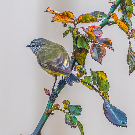 Yellow‑rumped Thornbill in the Winter Rose Garden