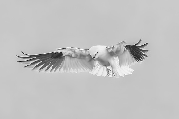 Black-shouldered Kite searching for prey in the overcast sky