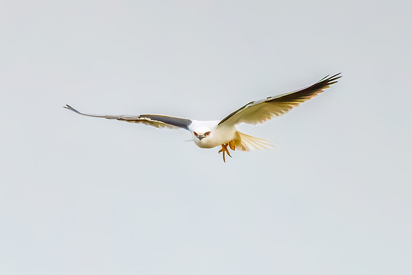 Black-shouldered Kite searching for prey in the overcast sky