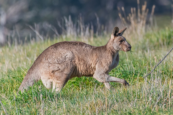 Morning Graze: Eastern Grey Kangaroo in the Paddock