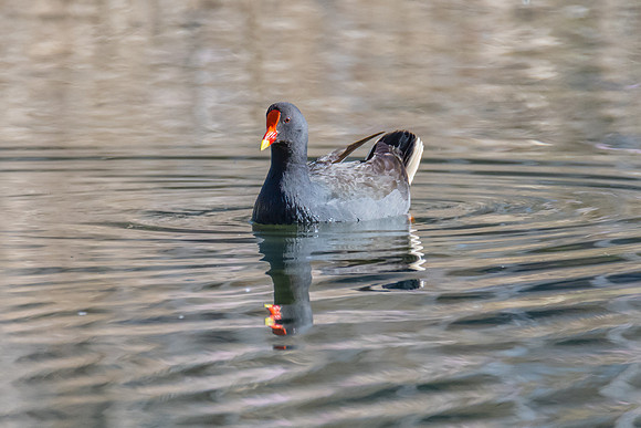 Birdlife at the Wetlands - Dusky Moorhen