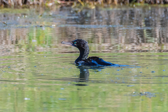 Birdlife at the Wetlands - Little Black Cormorant