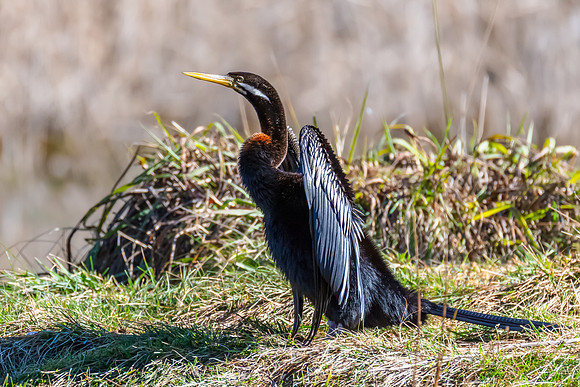 Birdlife at the Wetlands - Australasian Darter
