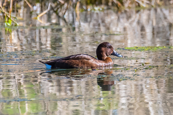 Birdlife at the Wetlands - Female Hardhead duck