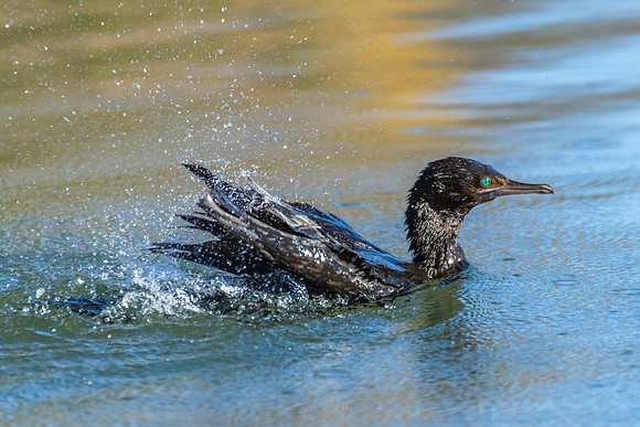 Birdlife at the Wetlands - Little Black Cormorant