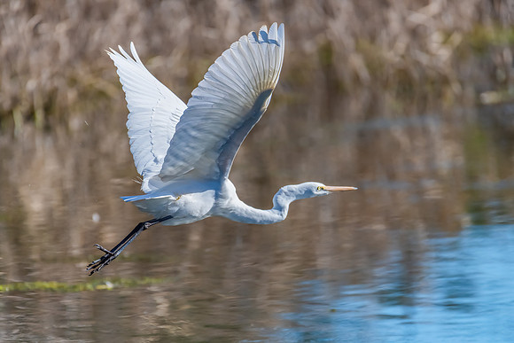 Birdlife at the Wetlands - Great Egret
