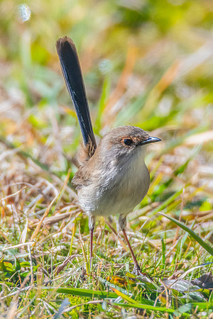 Young Superb Fairywren on the ground in the morning light