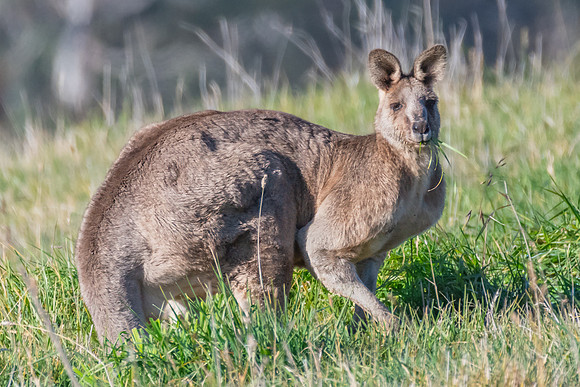 Morning Graze: Eastern Grey Kangaroo in the Paddock