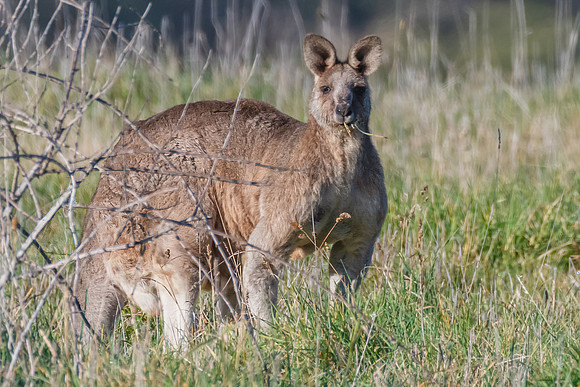 Morning Graze: Eastern Grey Kangaroo in the Paddock
