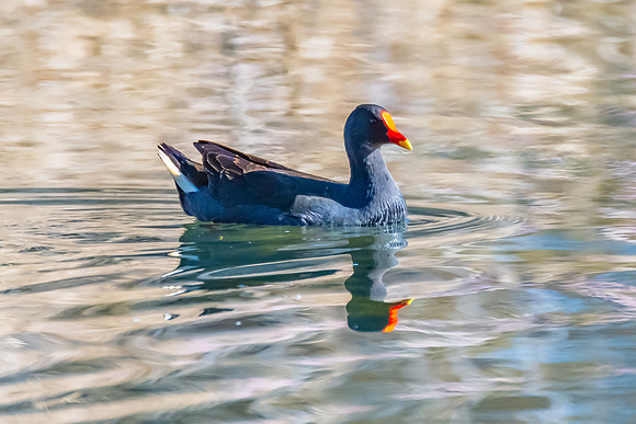 Birdlife at the Wetlands - Dusky Moorhen